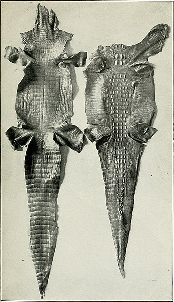 File:The alligator and its allies (1915) (14801161873).jpg