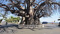 Baobab, Mahajanga.jpg