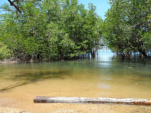 The dock through the mangroves at the back of the island. This is the preferred dock when the sea is rough. The mangrove forest at the back of the island.jpg
