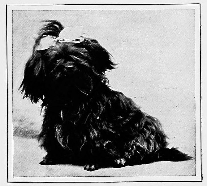 File:The new book of the dog; a comprehensive natural history of British dogs and their foreign relatives, with chapters on law, breeding, kennel management, and veterinary treatment (1907) (20802186325).jpg