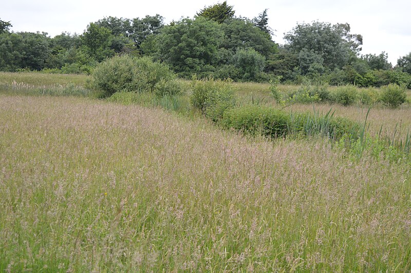 File:Thornwood Common Flood Meadow 4.jpg