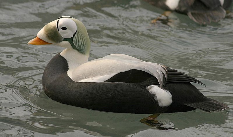 File:Threatened spectacled eider male (Somateria fischeri), Alaska SeaLife Center, Seward, Alaska (6750347735).jpg