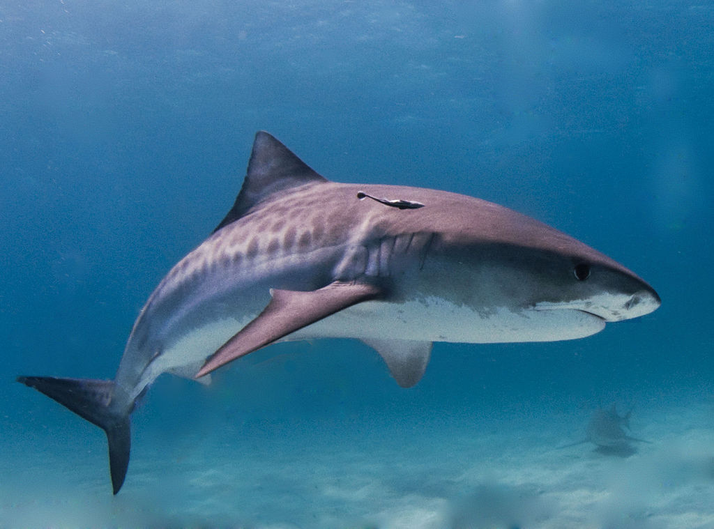  Tiger shark 