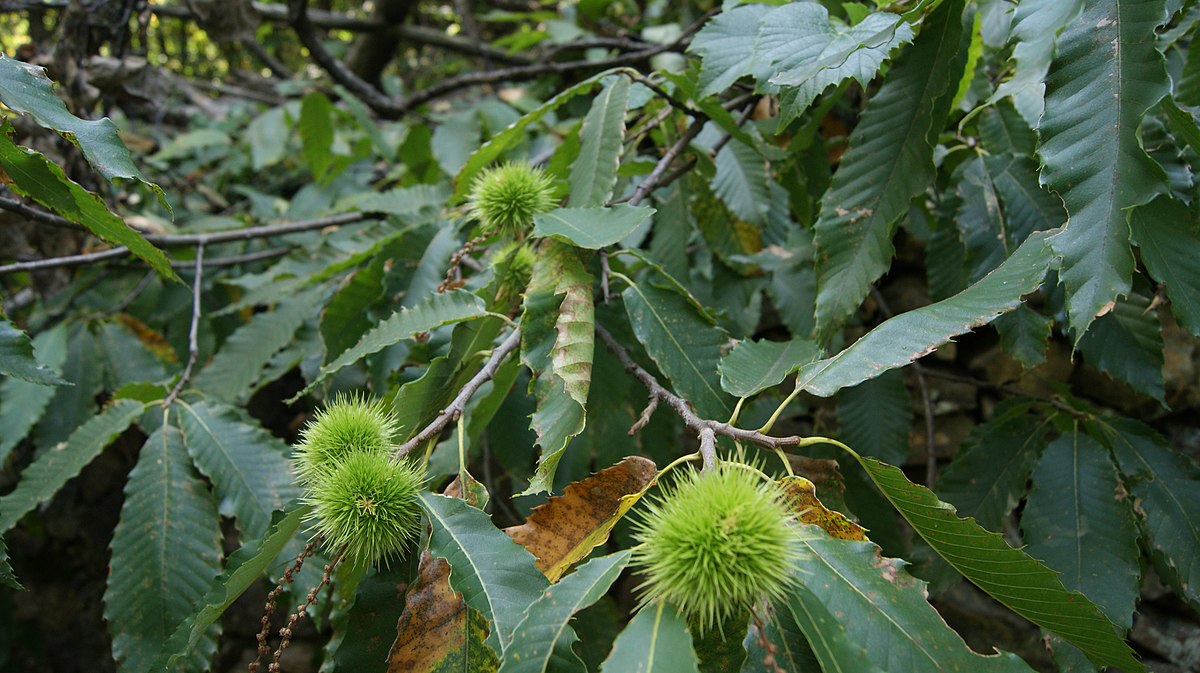 Чем пахнет каштан. 2 Каштана. Castanea Sativa соцветие. Philepitta Castanea. Каштан 2 года.