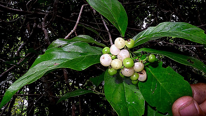 File:Tournefortia bicolor Sw. (16042113980).jpg