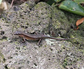 Beskrivelse av Trachylepis polytropis.jpg-bildet.