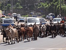 Traffic jam created by a herd of cattle in Addis Ababa, Ethiopia. Traffic Jam with Cattle - Addis Ababa - Ethiopia (8743135833).jpg