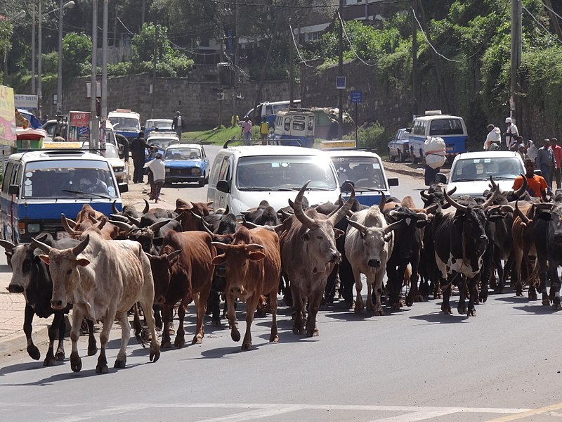 File:Traffic Jam with Cattle - Addis Ababa - Ethiopia (8743135833).jpg