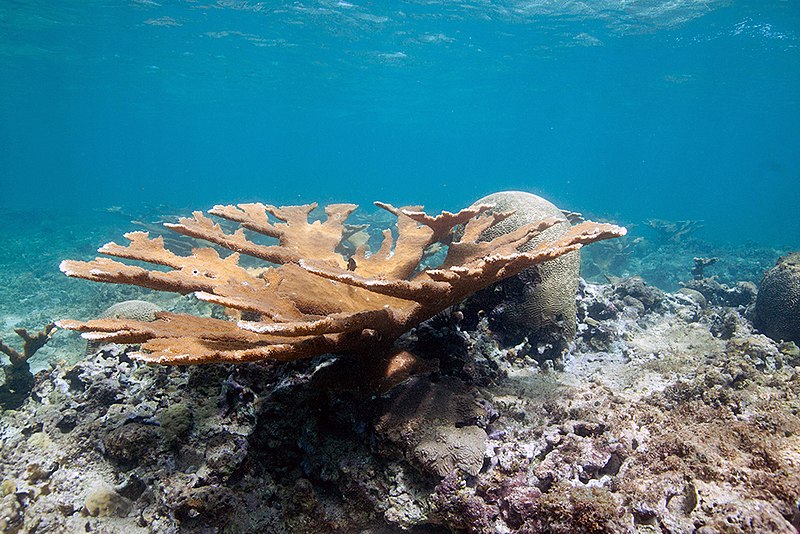File:Transplanted and thriving elkhorn coral near Vega Baja, Puerto Rico.jpg