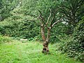 Tree in Putney Lower Common Cemetery.