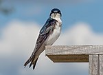 Thumbnail for File:Tree swallow in JBWR (25577).jpg