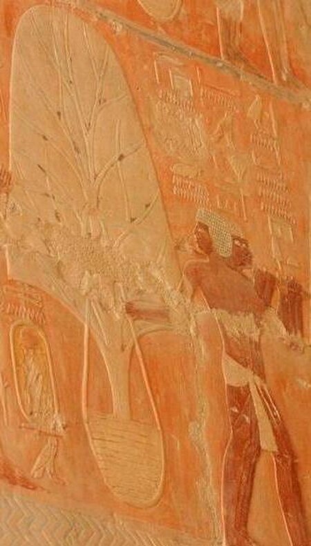 Tập_tin:Trees_to_transplant_from_Punt_to_Egypt_-_Hatshepsut_Mortuary_Temple-rotated.jpg