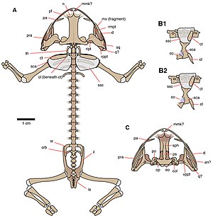 Скелет Triadobatrachus massinoti