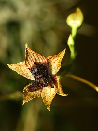 <i>Trichoceros</i> Genus of orchids