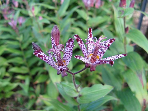 Tricyrtis 'Sinonome'2.jpg