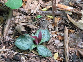 Beskrivelse av Trillium decumbens.jpg-bildet.