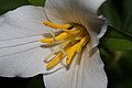 Trillium ovatum