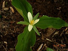 Description de l'image Trillium parviflorum.jpg.