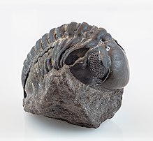 Un fossile d'Austerops speculator, espèce de trilobite de l'ordre des Phacopida. (définition réelle 6 653 × 6 128)