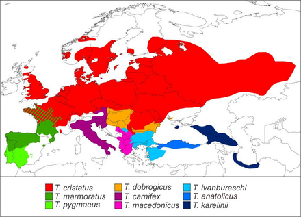 Répartition des différentes espèces du genre Triturus.