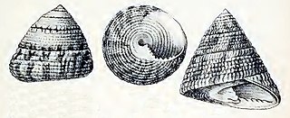 <i>Trochus stellatus</i> Species of gastropod