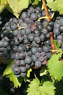 <span class="mw-page-title-main">Trollinger</span> Variety of grape