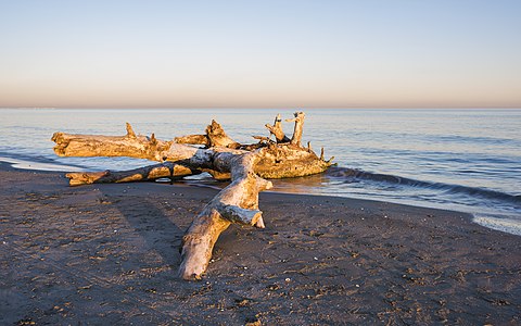 Tree trunk on the beach