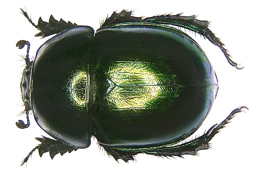 Trypocopris vernalis (Linné, 1758) female (4127981881)