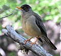 Turdus falcklandii.jpg