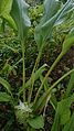 Turmeric (Curcuma longa) 2.jpg