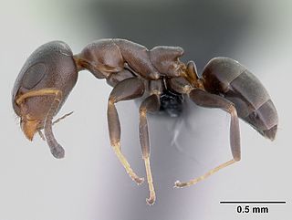 <i>Turneria</i> Genus of ants