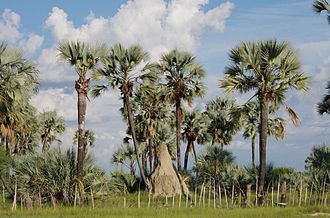 Typical landscape of Oshana Region Typical landscape of Oshana Region, Namibia.jpg