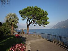 Stone pine in Brissago, on Lake Maggiore Umbrella Pine.jpg