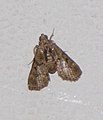 Unidentified Moth from Balamthode, Kasargod