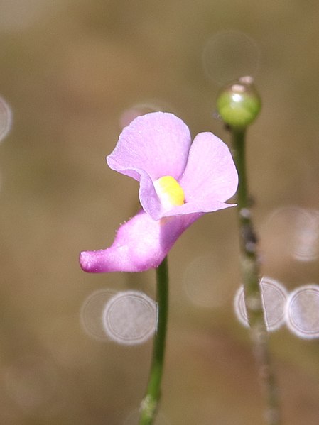 File:Utricularia resupinata iNat-39939084 (3x4).jpg