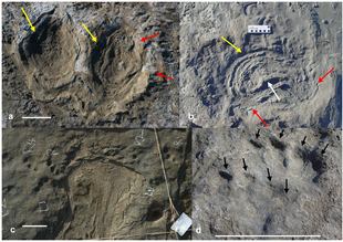 Fossil tracks from the Victorian Volcanic Plain site: a) Protemnodon, b) Diprotodon pes, c) Diprotodon overlain by a vombatid, d) Thylacoleo VVP fossil tracks.png