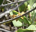 Giant Grasshopper (Valanga irregularis) Myall Lakes National Park