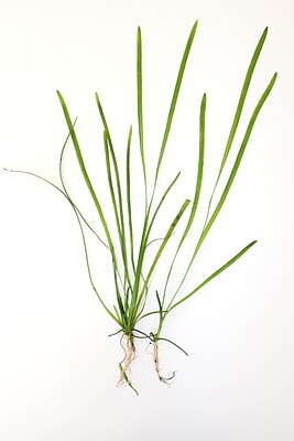 Vallisneria spiralis.jpg