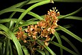 Vanda curvifolia