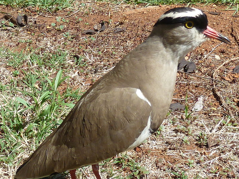 File:Vanellus coronatus, br-paar, j, nesgedrag.jpg