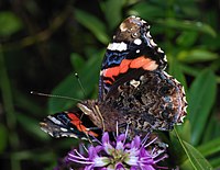 Vanessa atalanta (Nymphalidae) Red Admiral