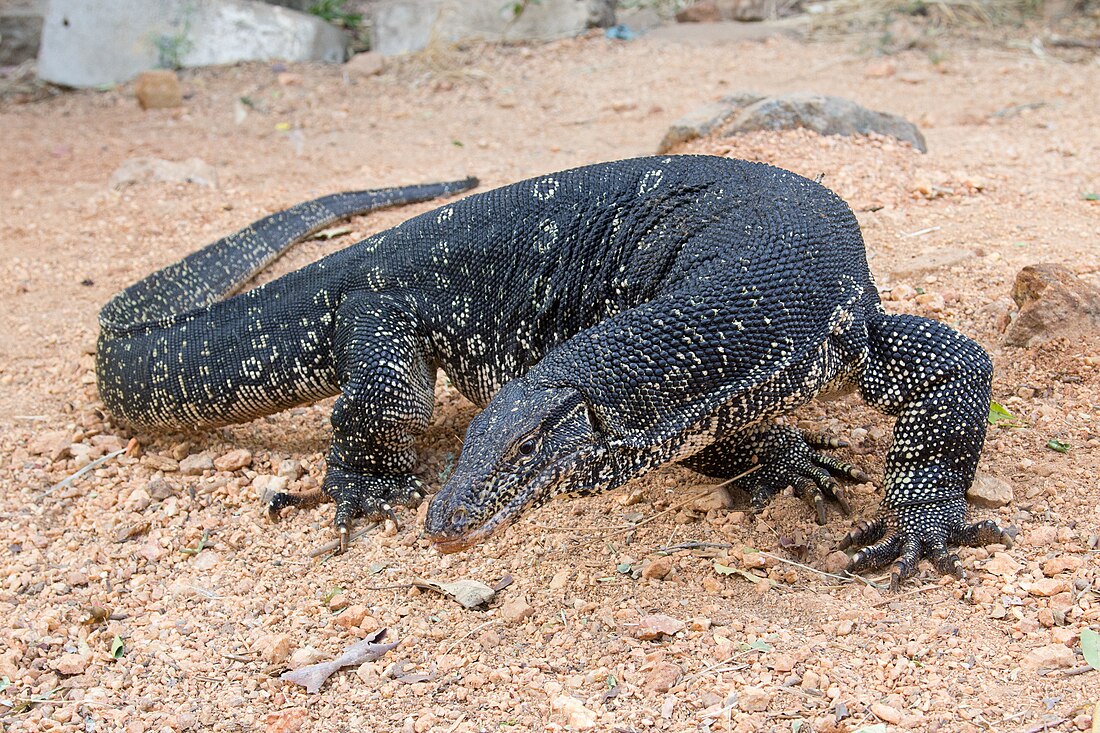 Asian water monitor