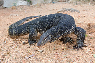 Asian water monitor Species of lizard