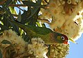 Varied Lorikeet Cloncurry Qld.jpg