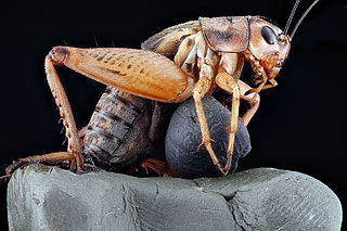 <i>Velarifictorus</i> Genus of crickets