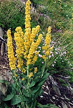 Miniatura para Verbascum chaixii