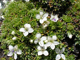 <i>Veronica ciliolata</i> Species of flowering plants