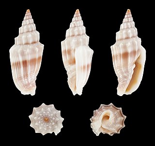 <i>Vexillum gruneri</i> Species of gastropod