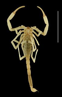 <i>Vietbocap</i> Genus of scorpions