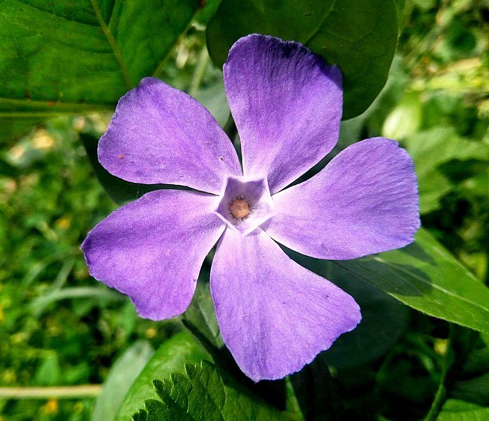 File:Vinca lila.jpg